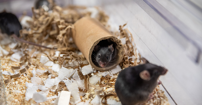 Two brown mice with a cardboard tunnel